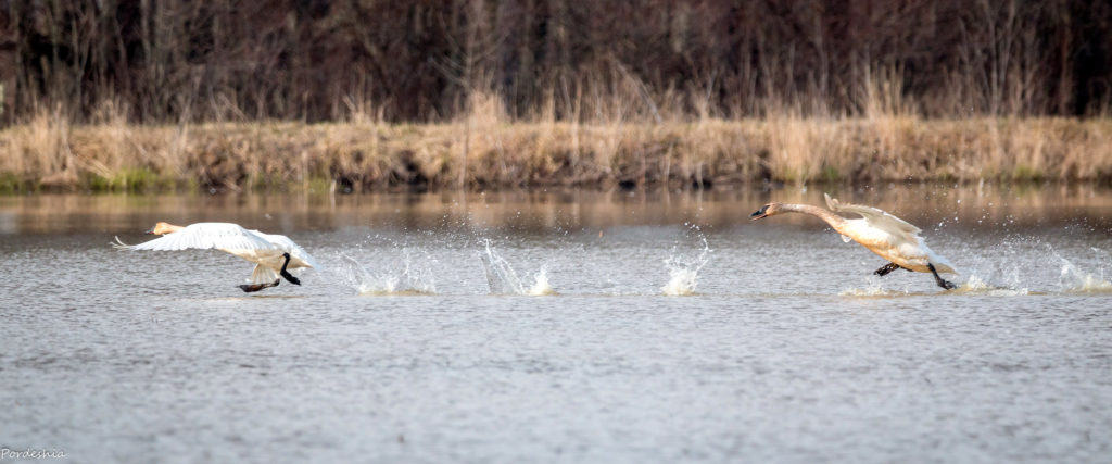 Swans in love 