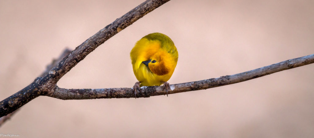 Golden Weaver