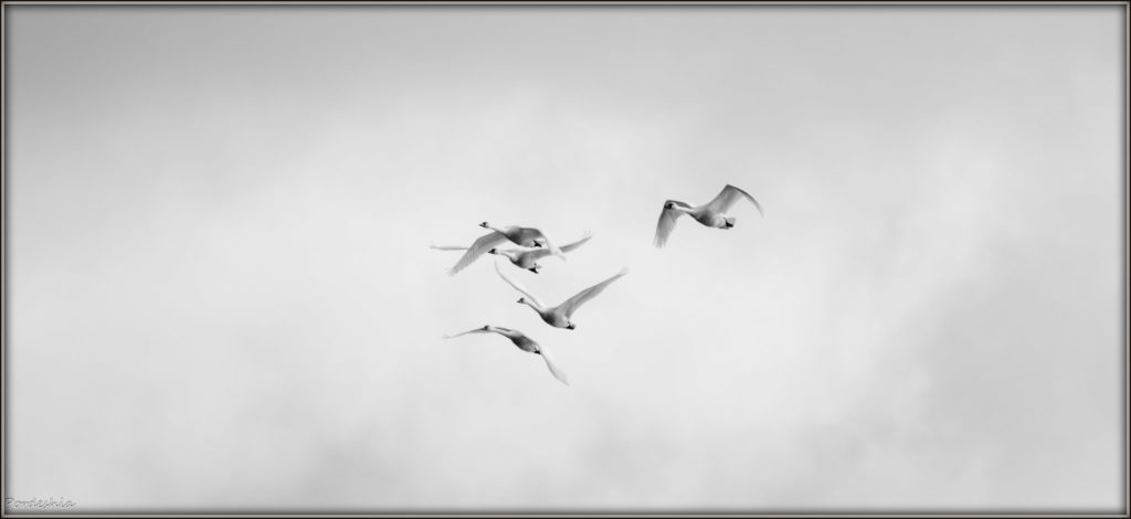 Trumpeter Swans