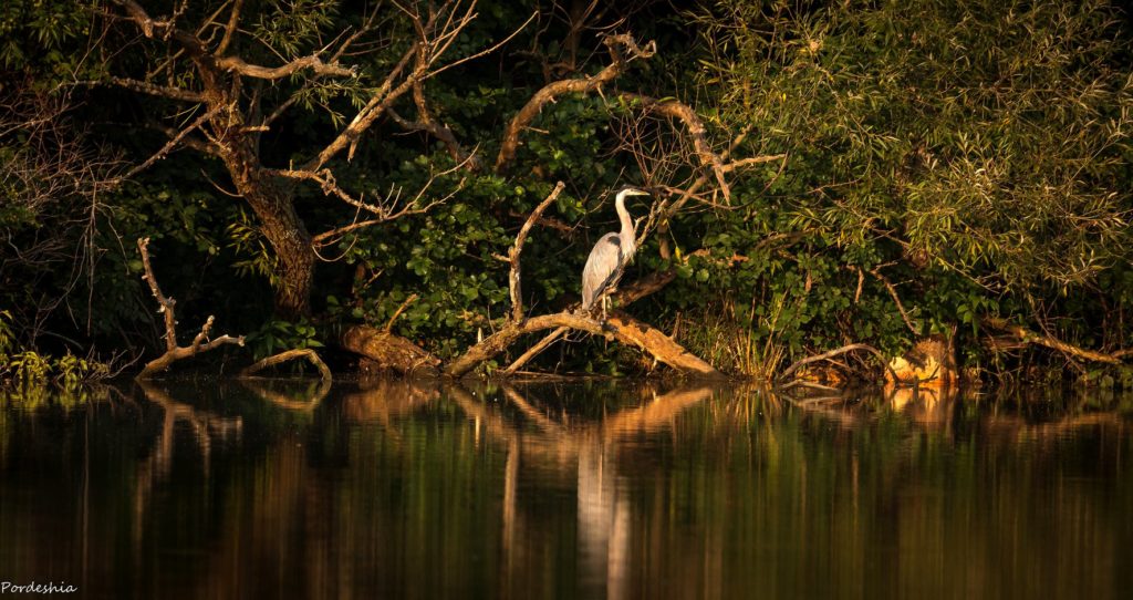 Blue Heron