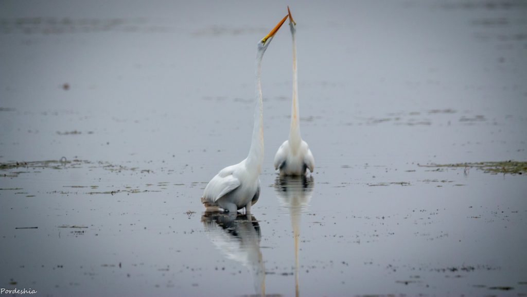 Egret Couple