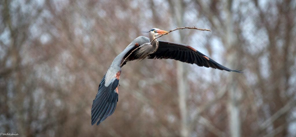 Great Blue Heron