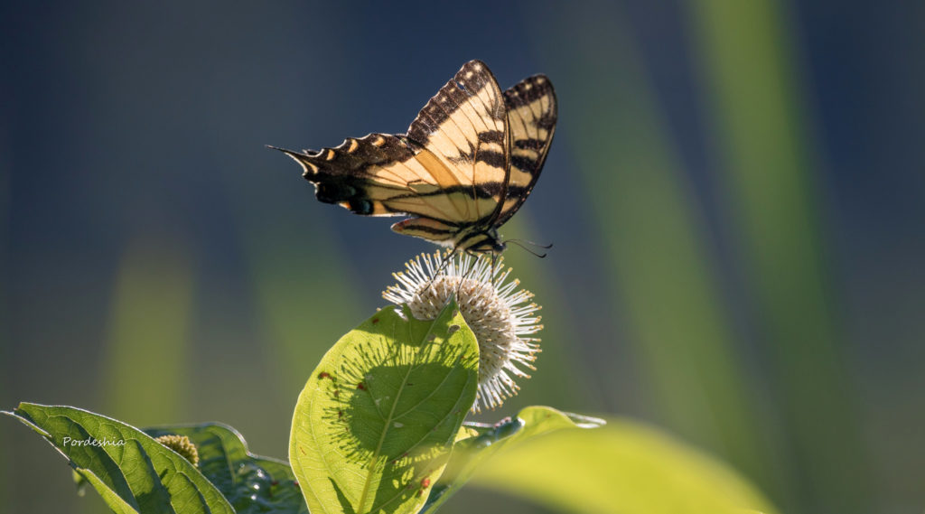 Eastern Tiger Swallowtail