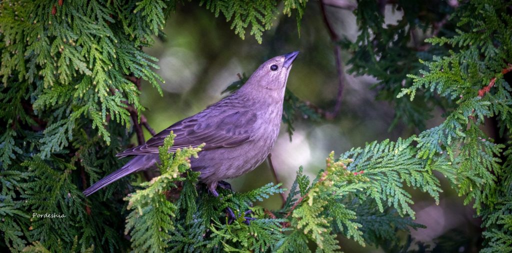 Cowbird Female 